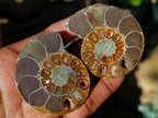 Polished Cleoniceras Ammonite Fossil Pairs x 12 Pairs From Tulear, Madagascar