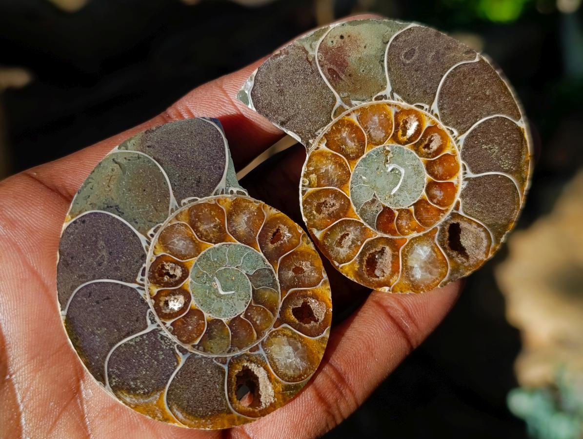 Polished Cleoniceras Ammonite Fossil Pairs x 12 Pairs From Tulear, Madagascar
