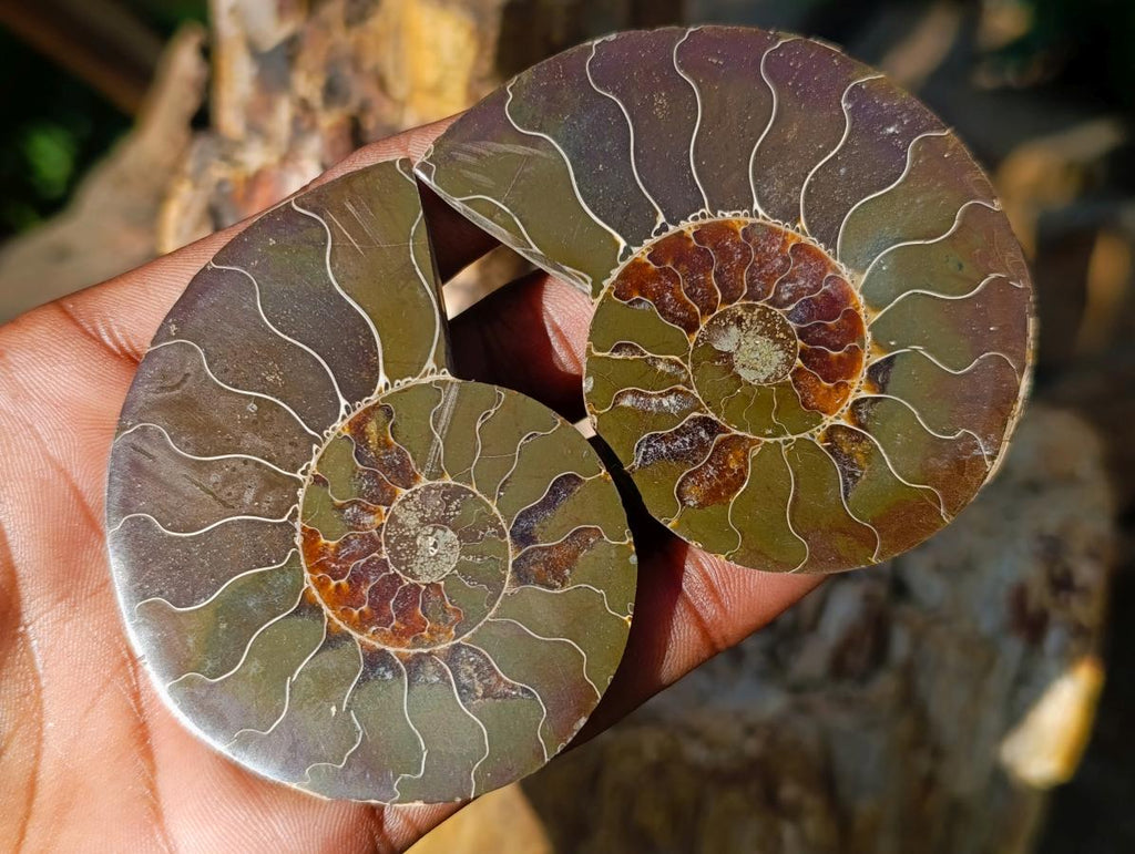 Polished Cleoniceras Ammonite Fossil Pairs x 12 Pairs From Tulear, Madagascar