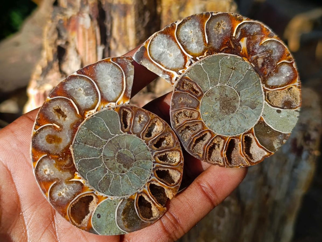 Polished Cleoniceras Ammonite Fossil Pairs x 12 Pairs From Tulear, Madagascar