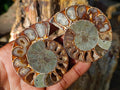 Polished Cleoniceras Ammonite Fossil Pairs x 12 Pairs From Tulear, Madagascar