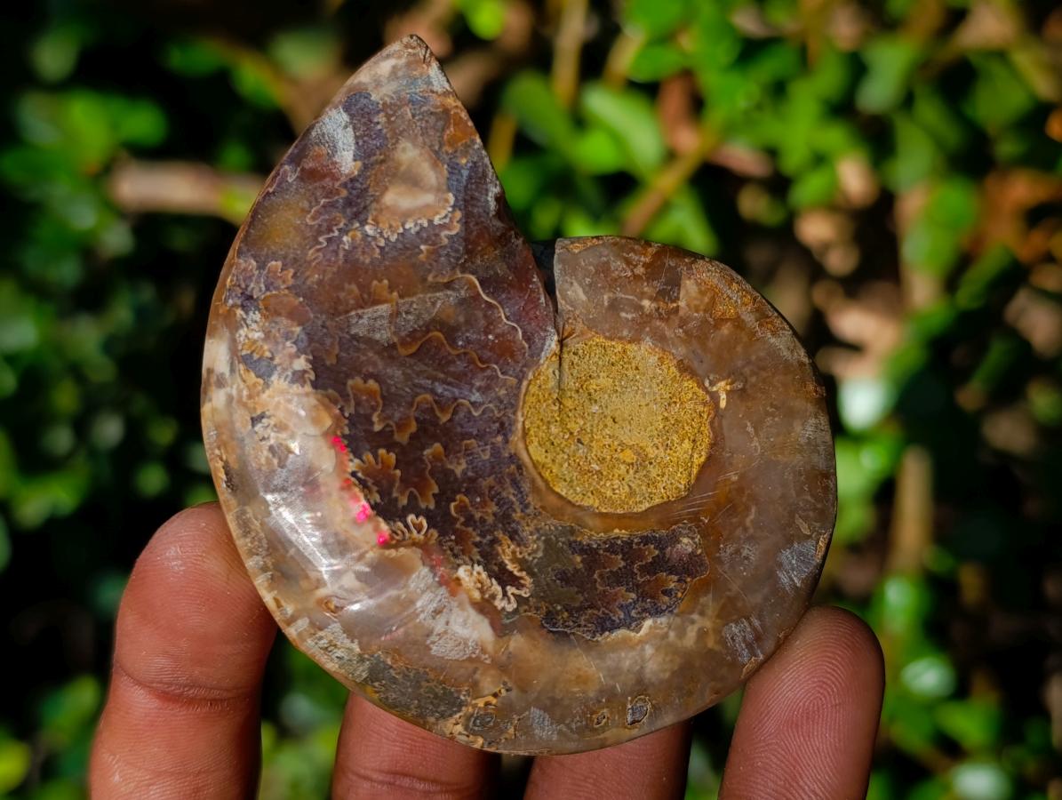 Polished Cleoniceras Ammonite Fossil Pairs x 12 Pairs From Tulear, Madagascar