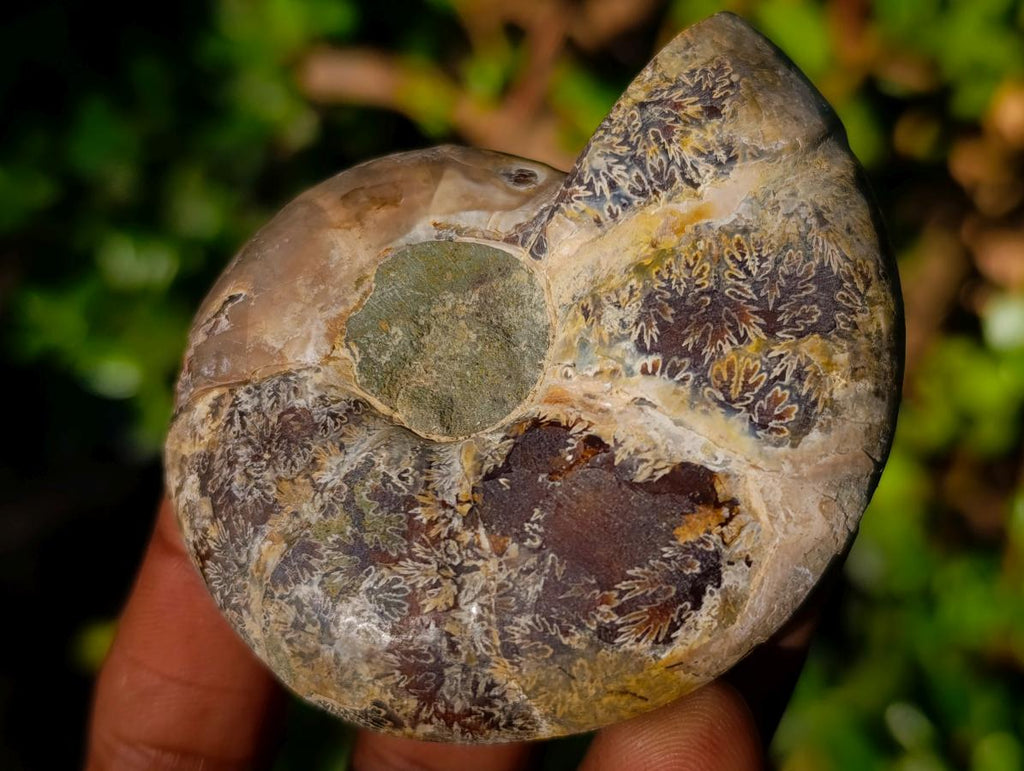 Polished Cleoniceras Ammonite Fossil Pairs x 12 Pairs From Tulear, Madagascar