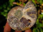 Polished Cleoniceras Ammonite Fossil Pairs x 12 Pairs From Tulear, Madagascar