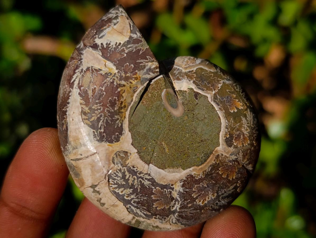 Polished Cleoniceras Ammonite Fossil Pairs x 12 Pairs From Tulear, Madagascar