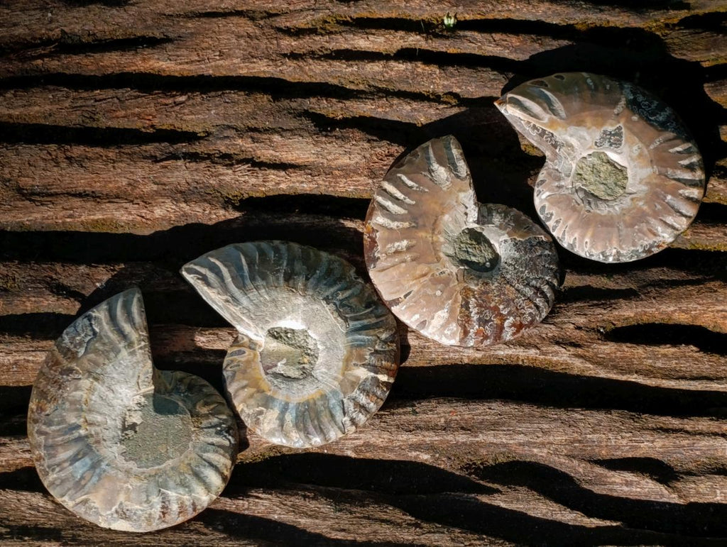 Polished Cleoniceras Ammonite Fossil Pairs x 12 Pairs From Tulear, Madagascar