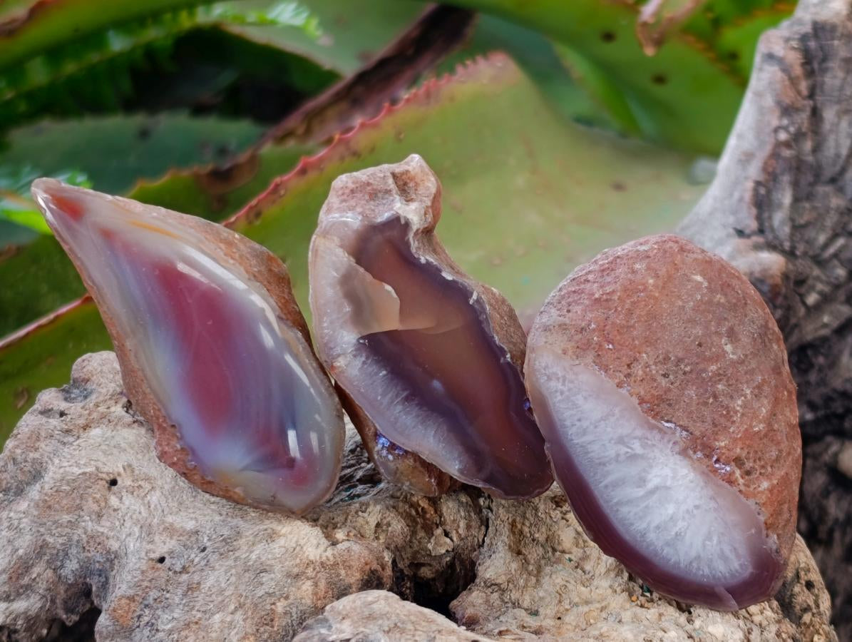 Polished One Side Red Shashe River Agate Nodules x 35 From Shashe River, Zimbabwe - Toprock Gemstones and Minerals 