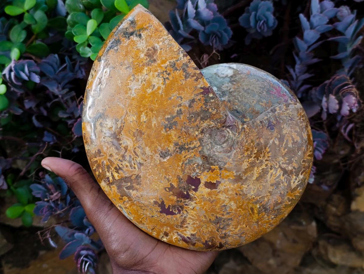 Polished Large Mouth Ammonite Fossil x 1 From Maintirano , Madagascar - Toprock Gemstones and Minerals 