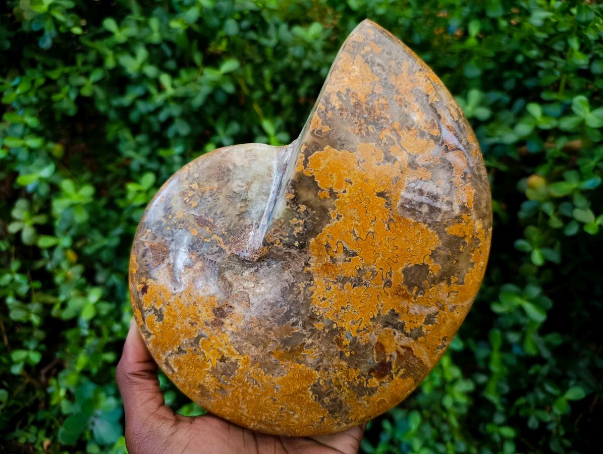 Polished Large Mouth Ammonite Fossil x 1 From Maintirano , Madagascar - Toprock Gemstones and Minerals 