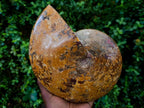 Polished Large Mouth Ammonite Fossil x 1 From Maintirano , Madagascar - Toprock Gemstones and Minerals 