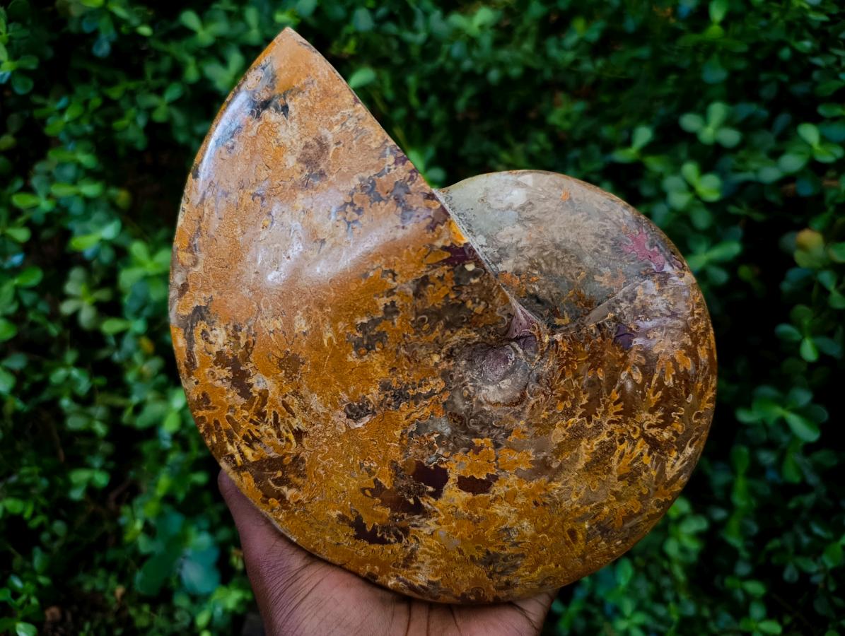 Polished Large Mouth Ammonite Fossil x 1 From Maintirano , Madagascar - Toprock Gemstones and Minerals 