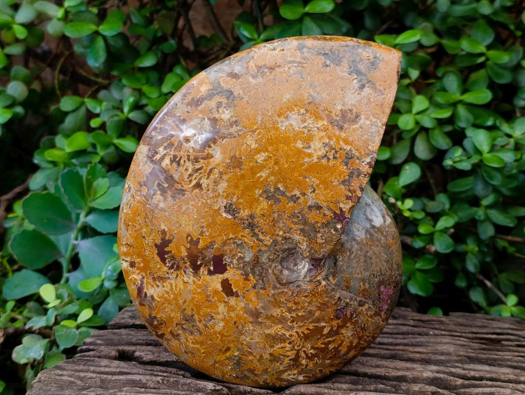 Polished Large Mouth Ammonite Fossil x 1 From Maintirano , Madagascar - Toprock Gemstones and Minerals 