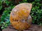 Polished Large Mouth Ammonite Fossil x 1 From Maintirano , Madagascar - Toprock Gemstones and Minerals 