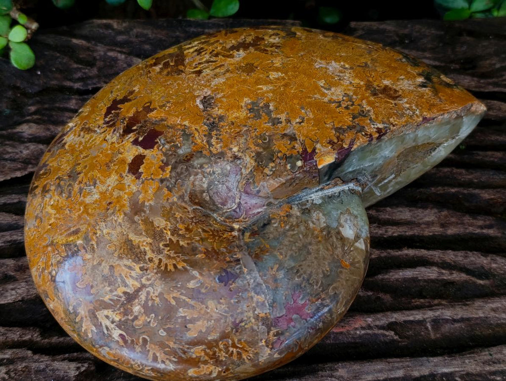 Polished Large Mouth Ammonite Fossil x 1 From Maintirano , Madagascar - Toprock Gemstones and Minerals 