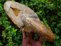 Polished Large Mouth Ammonite Fossil x 1 From Maintirano , Madagascar - Toprock Gemstones and Minerals 