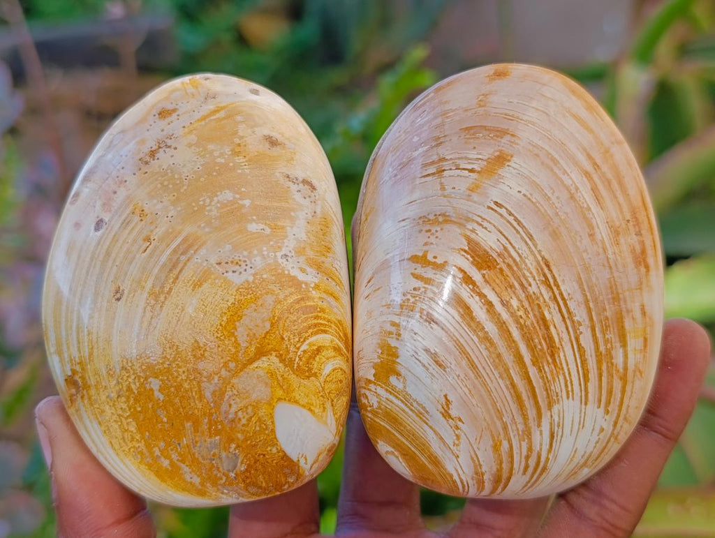 Polished Bivalve Fossil Clam Shells x 12 From Maintirano Madagascar