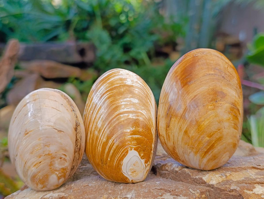 Polished Bivalve Fossil Clam Shells x 12 From Maintirano Madagascar