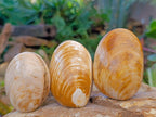 Polished Bivalve Fossil Clam Shells x 12 From Maintirano Madagascar