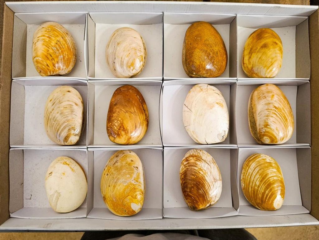 Polished Bivalve Fossil Clam Shells x 12 From Maintirano Madagascar