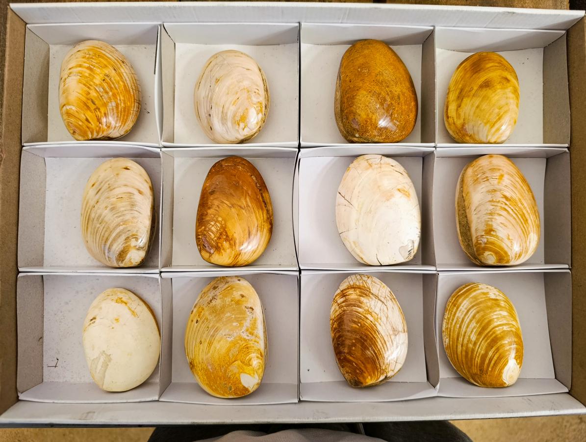 Polished Bivalve Fossil Clam Shells x 12 From Maintirano Madagascar