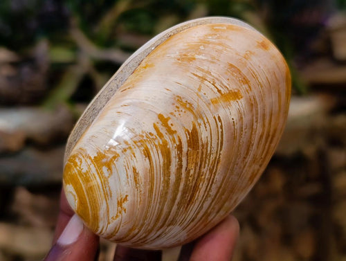 Polished Bivalve Fossil Clam Shells x 12 From Maintirano Madagascar - Toprock Gemstones and Minerals 