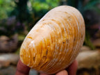Polished Bivalve Fossil Clam Shells x 12 From Maintirano Madagascar