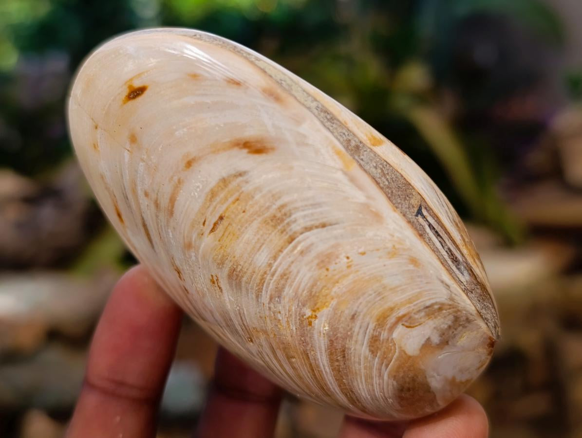 Polished Bivalve Fossil Clam Shells x 12 From Maintirano Madagascar