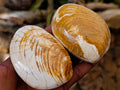 Polished Bivalve Fossil Clam Shells x 12 From Maintirano Madagascar