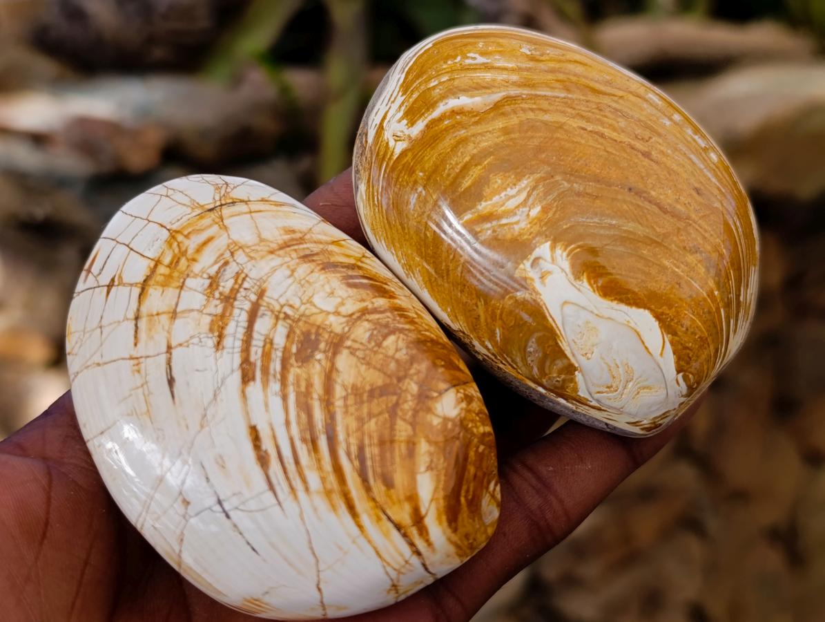 Polished Bivalve Fossil Clam Shells x 12 From Maintirano Madagascar