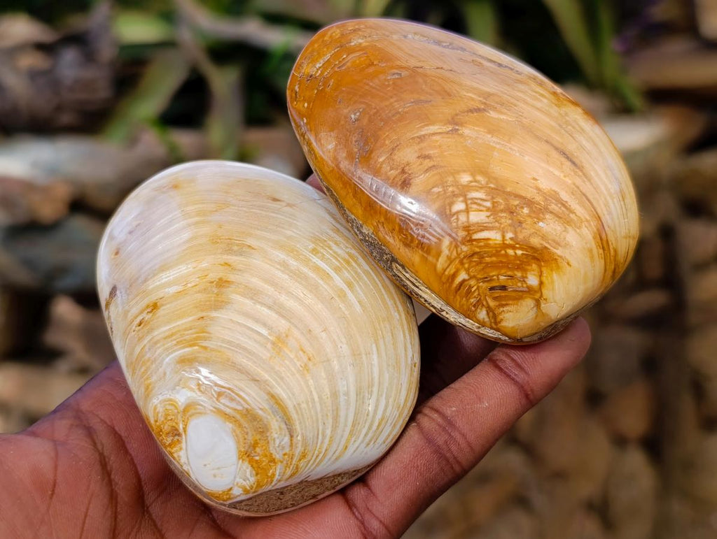 Polished Bivalve Fossil Clam Shells x 12 From Maintirano Madagascar