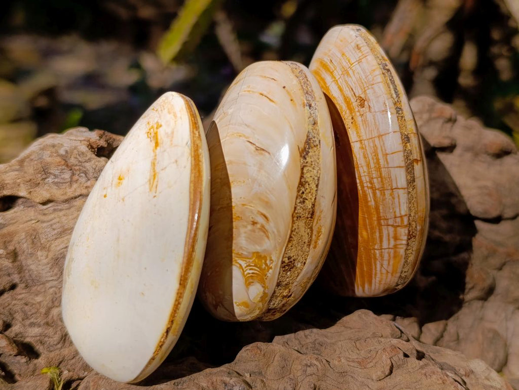 Polished Bivalve Fossil Clam Shells x 12 From Maintirano Madagascar