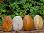 Polished Bivalve Fossil Clam Shells x 12 From Maintirano Madagascar
