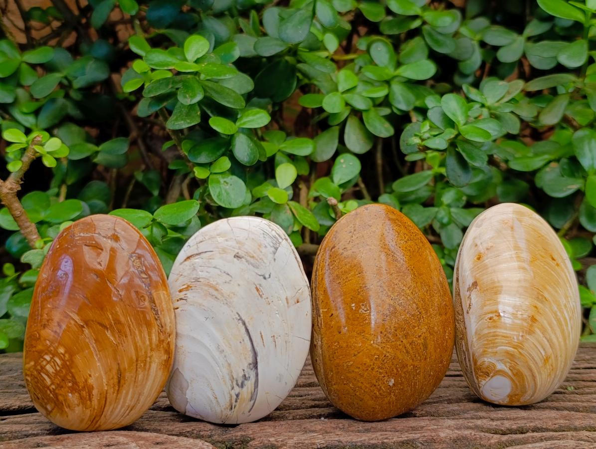 Polished Bivalve Fossil Clam Shells x 12 From Maintirano Madagascar