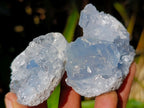 Natural Blue Celestite Specimens x 40 From Sakoany, Madagascar
