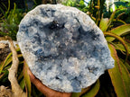 Natural XL Blue Celestite Geode Specimen x 1 From Sakoany, Madagascar - Toprock Gemstones and Minerals 