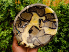 Polished Septerye Bowls x 2 From Mahajanga, Madagascar - Toprock Gemstones and Minerals 
