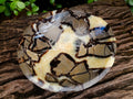 Polished Septerye Bowls x 2 From Mahajanga, Madagascar - Toprock Gemstones and Minerals 