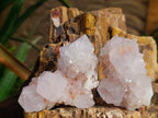 Natural Spirit Quartz Clusters x 6 From Boekenhouthoek, South Africa - Toprock Gemstones and Minerals 
