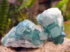 Natural Small Green Cubic Fluorite Specimens x 12 From Mandrosonoro, Madagascar - Toprock Gemstones and Minerals 