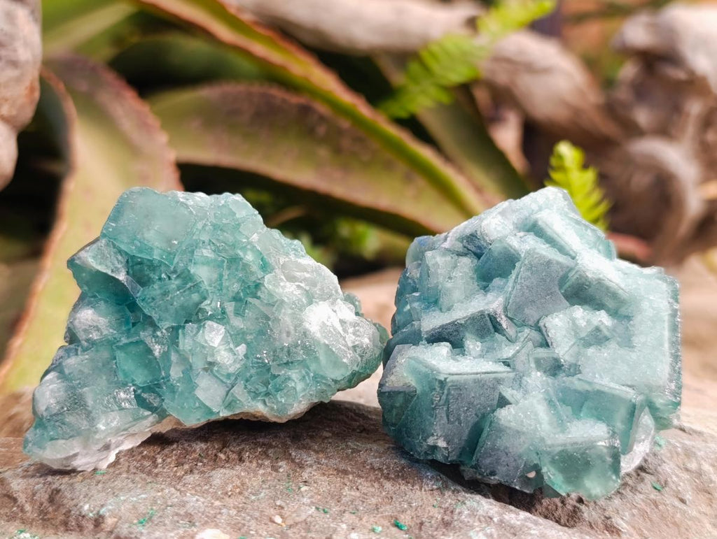 Natural Small Green Cubic Fluorite Specimens x 12 From Mandrosonoro, Madagascar - Toprock Gemstones and Minerals 