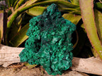 Natural XL Silky Malachite Specimen x 1 From Kasompe, Congo - Toprock Gemstones and Minerals 