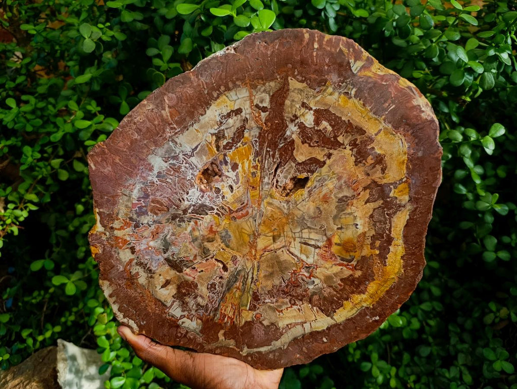 Polished Red Podocarpus Petrified Wood Slices x 1 From Marovoay, Madagascar - Toprock Gemstones and Minerals 