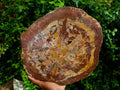 Polished Red Podocarpus Petrified Wood Slices x 1 From Marovoay, Madagascar - Toprock Gemstones and Minerals 