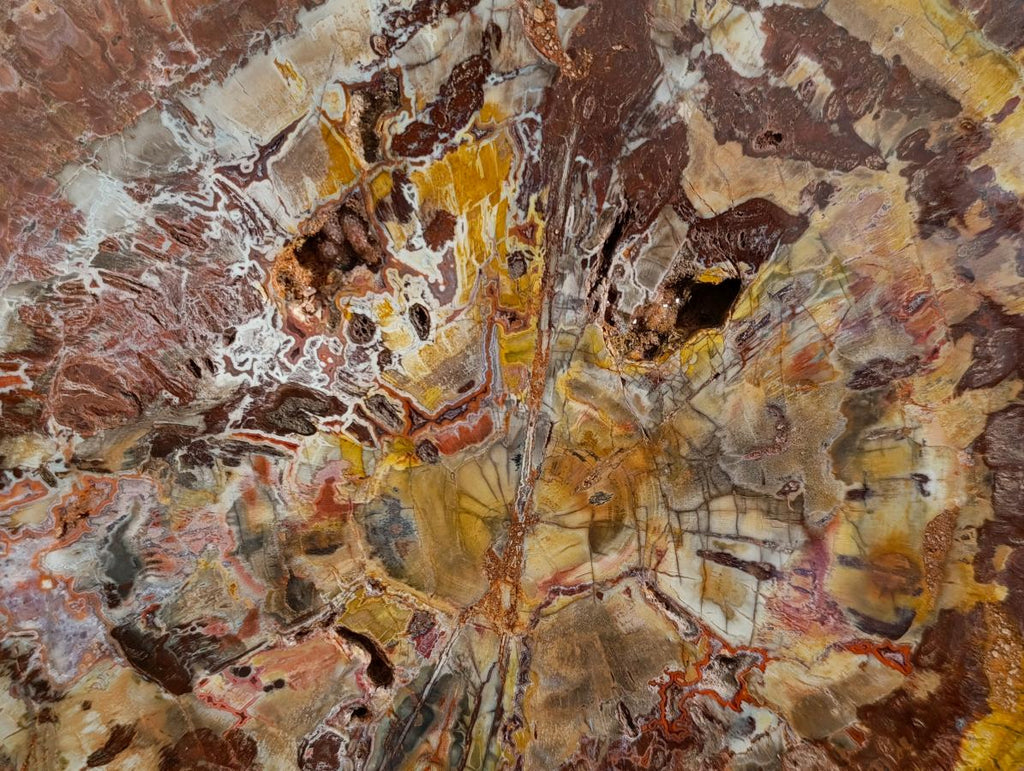 Polished Red Podocarpus Petrified Wood Slices x 1 From Marovoay, Madagascar - Toprock Gemstones and Minerals 