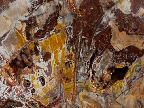 Polished Red Podocarpus Petrified Wood Slices x 1 From Marovoay, Madagascar - Toprock Gemstones and Minerals 