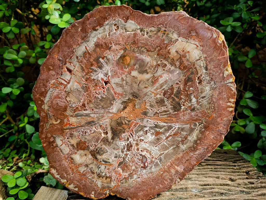 Polished Red Podocarpus Petrified Wood Slices x 1 From Marovoay, Madagascar - Toprock Gemstones and Minerals 
