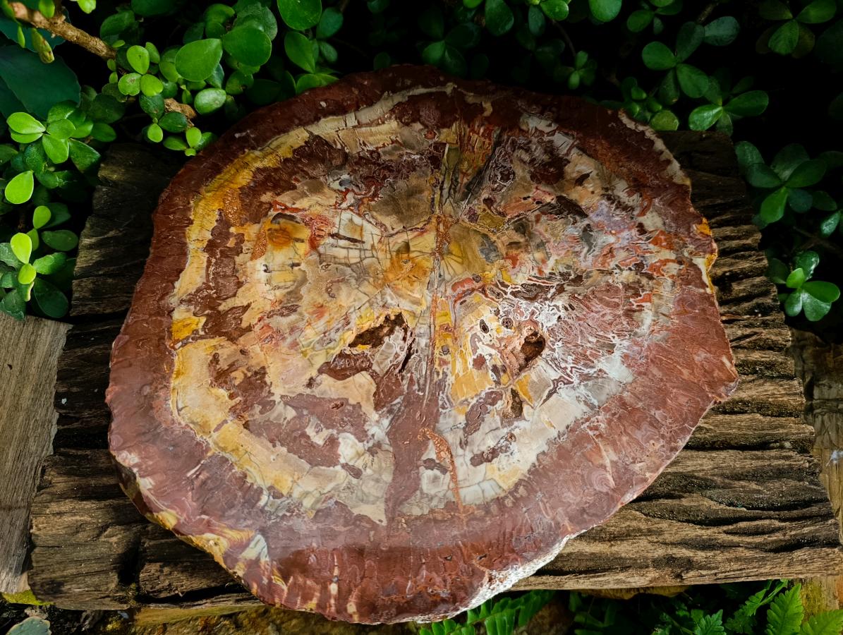 Polished Red Podocarpus Petrified Wood Slices x 1 From Marovoay, Madagascar - Toprock Gemstones and Minerals 