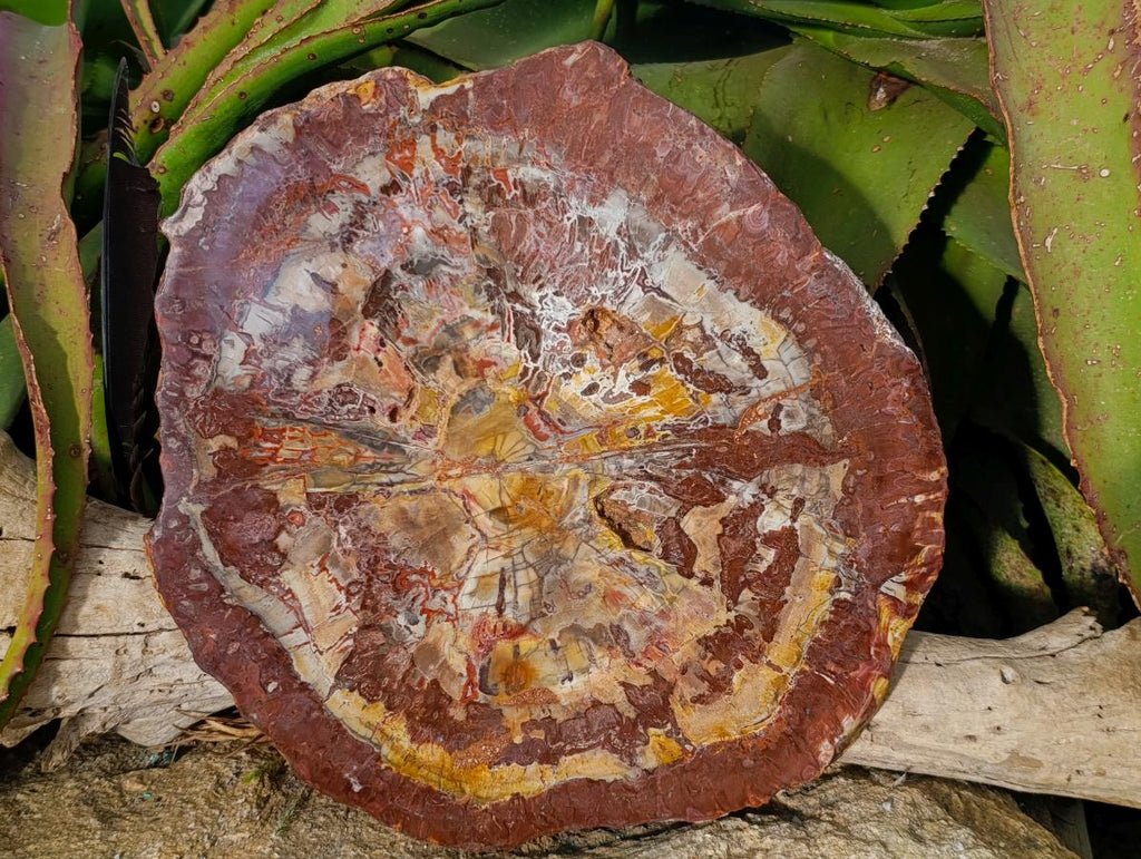 Polished Red Podocarpus Petrified Wood Slices x 1 From Marovoay, Madagascar - Toprock Gemstones and Minerals 