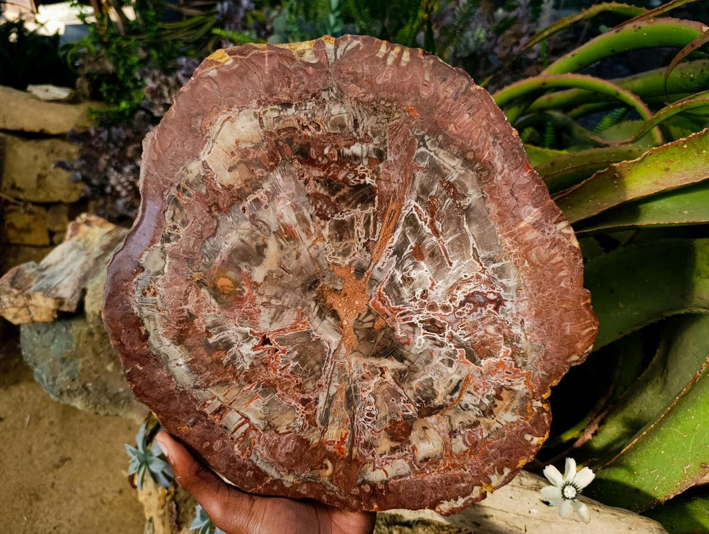 Polished Red Podocarpus Petrified Wood Slices x 1 From Marovoay, Madagascar - Toprock Gemstones and Minerals 