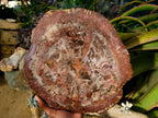 Polished Red Podocarpus Petrified Wood Slices x 1 From Marovoay, Madagascar - Toprock Gemstones and Minerals 